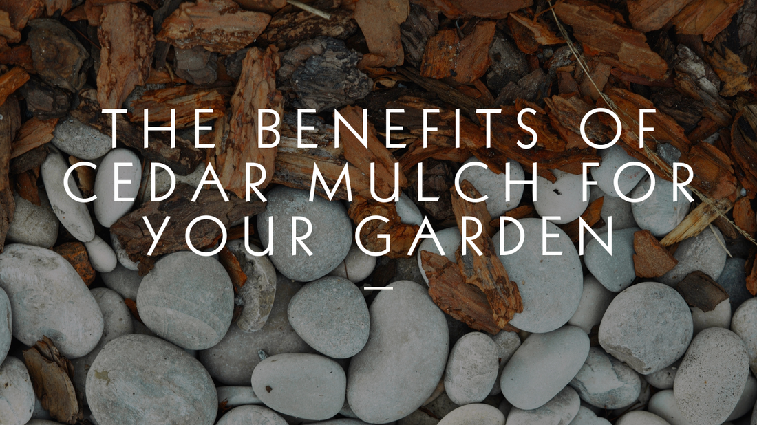 The Benefits of Cedar Mulch For Your Garden