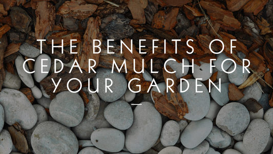 The Benefits of Cedar Mulch For Your Garden